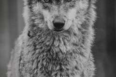 Expo_Loup_04
