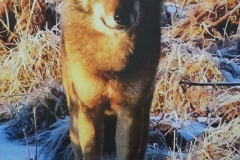 Expo_Loup_13