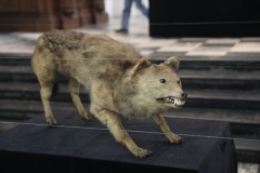 Expo_Loup_14