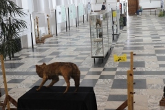 Expo_Loup_15