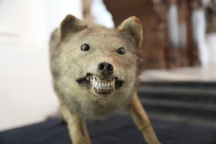 Expo_Loup_17