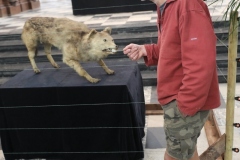 Expo_Loup_23