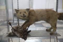 Expo_Loup_38