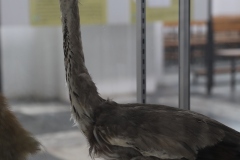 Expo_Loup_39